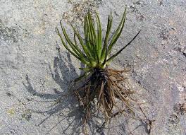 Attēlu rezultāti vaicājumam “Isoetes lacustris”