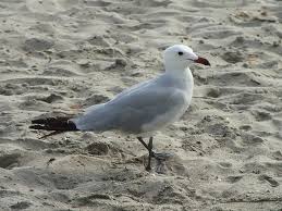 Image result for Larus audouinii