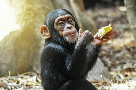 Attēlu rezultāti vaicājumam “Primates”