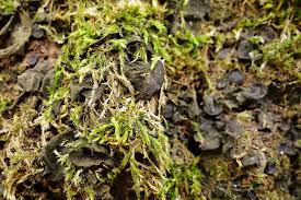 Attēlu rezultāti vaicājumam “Collema flaccidum”