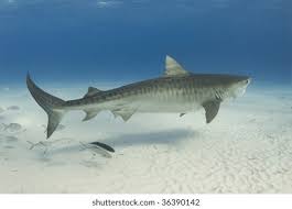 Image result for Galeocerdo cuvier