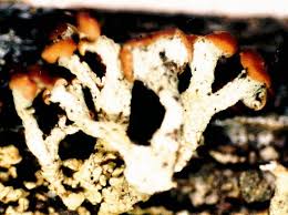 Attēlu rezultāti vaicājumam “Cladonia botrytes”