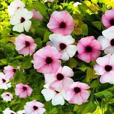 Image result for Thunbergia alata