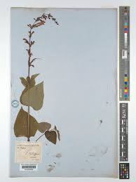 Attēlu rezultāti vaicājumam “Tubifera sp.”