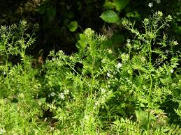 Attēlu rezultāti vaicājumam “Cardamine impatiens”