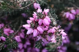 Attēlu rezultāti vaicājumam “Erica x darleyensis flower”