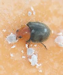 Image result for Cryptolaemus