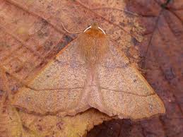 Attēlu rezultāti vaicājumam “Colotois pennaria”