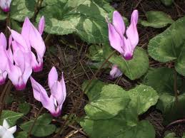 Image result for Cyclamen persicum