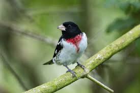 Image result for Pheucticus ludovicianus