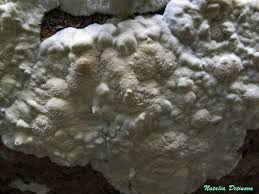 Attēlu rezultāti vaicājumam “Skeletocutis odora”