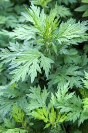 Image result for Artemisia vulgaris
