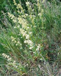 Attēlu rezultāti vaicājumam “Galium album”