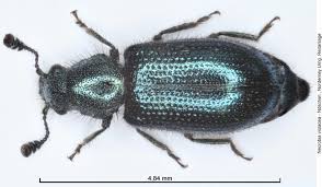 Attēlu rezultāti vaicājumam “Necrobia violacea”