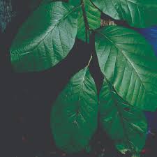 Attēlu rezultāti vaicājumam “Magnolia acuminata leaf”
