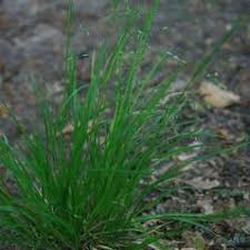 Attēlu rezultāti vaicājumam “Poa remota leaf”