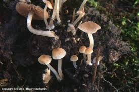 Attēlu rezultāti vaicājumam “Psathyrella pygmaea”