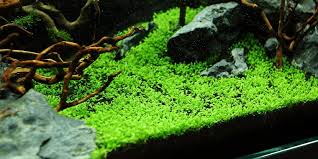 Attēlu rezultāti vaicājumam “Elatine hydropiper”