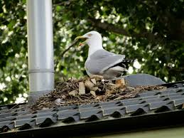 Attēlu rezultāti vaicājumam “Larus argentatus nest”