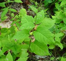 Attēlu rezultāti vaicājumam “Circaea lutetiana leaf”