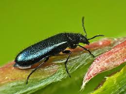 Attēlu rezultāti vaicājumam “Dasytes caeruleus”