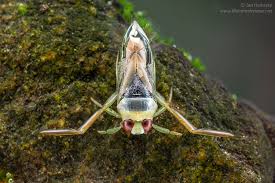 Attēlu rezultāti vaicājumam “Notonecta glauca”