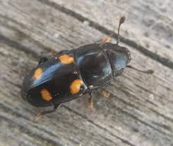 Attēlu rezultāti vaicājumam “Glischrochilus hortensis”