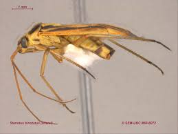 Attēlu rezultāti vaicājumam “Stenotus binotatus”