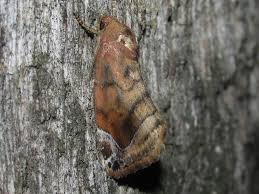 Attēlu rezultāti vaicājumam “Cosmia pyralina”