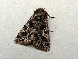 Attēlu rezultāti vaicājumam “Hadena rivularis”