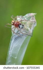 Attēlu rezultāti vaicājumam “Cheiracanthium sp.”