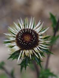 Attēlu rezultāti vaicājumam “Carlina vulgaris”