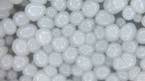 Attēlu rezultāti vaicājumam “Collaria arcyrionema young”