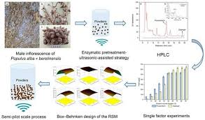 Attēlu rezultāti vaicājumam “Populus x berolinensis”