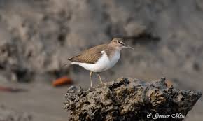 Attēlu rezultāti vaicājumam “Actitis hypoleucos adult”