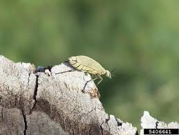 Attēlu rezultāti vaicājumam “Cribraria ferruginea macro”