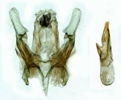 Attēlu rezultāti vaicājumam “Gelechia rhombella”