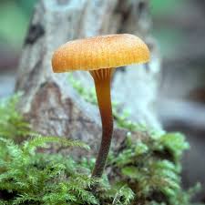 Attēlu rezultāti vaicājumam “Xeromphalina campanella”