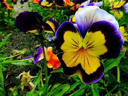 Image result for Viola x wittrockiana `Hiemalis`