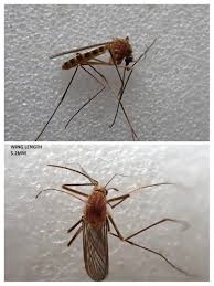 Attēlu rezultāti vaicājumam “Culex pipiens female”