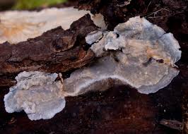 Attēlu rezultāti vaicājumam “Radulomyces confluens”