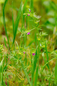 Attēlu rezultāti vaicājumam “Geranium dissectum leaf”