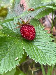 Attēlu rezultāti vaicājumam “Fragaria vesca fruit”