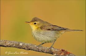 Image result for Hippolais polyglotta