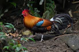 Attēlu rezultāti vaicājumam “Gallus male”