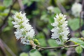 Attēlu rezultāti vaicājumam “Fothergilla major”