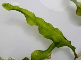 Attēlu rezultāti vaicājumam “Potamogeton praelongus”