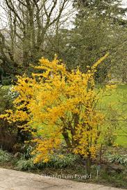 Attēlu rezultāti vaicājumam “Forsythia intermedia”