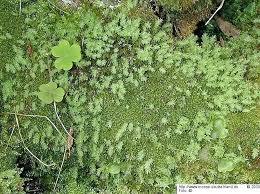 Attēlu rezultāti vaicājumam “Pohlia cruda”