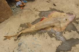 Image result for Glaucostegus cemiculus